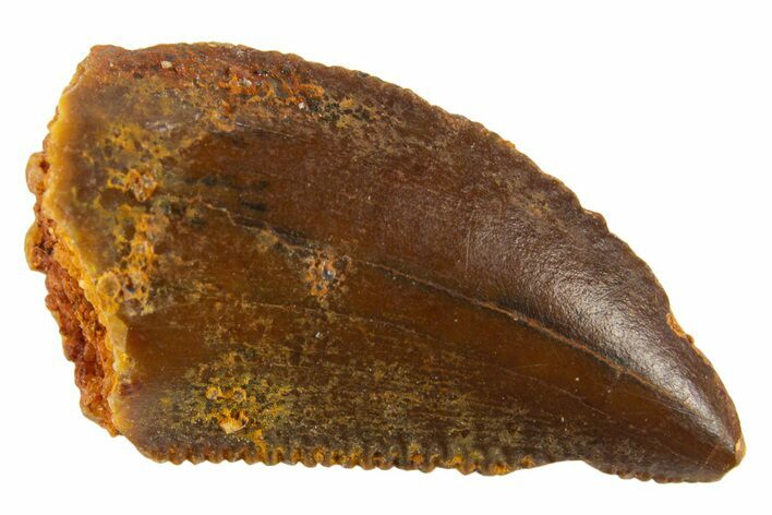 Serrated Raptor Tooth - Real Dinosaur Tooth #332429